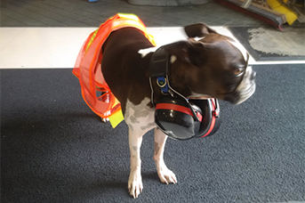 Safety Policies at L R helicopters - a dog wearing safety ppe